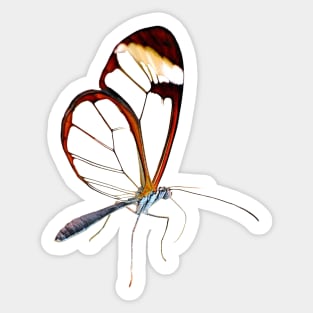 Amazing Glasswing Butterfly Sticker